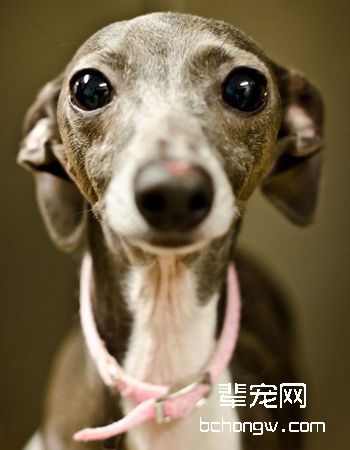 意大利灵缇犬