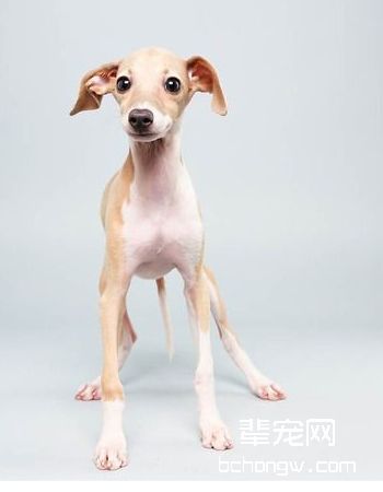 意大利灵缇犬