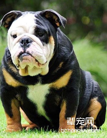 英国斗牛犬