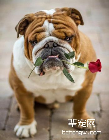英国斗牛犬