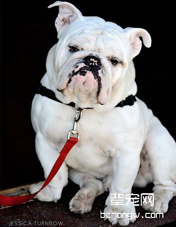 英国斗牛犬