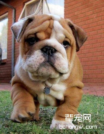 英国斗牛犬