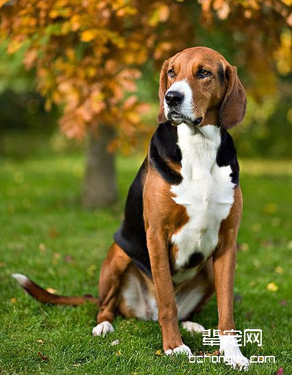 英国猎狐犬