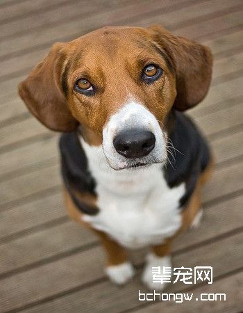 英国猎狐犬