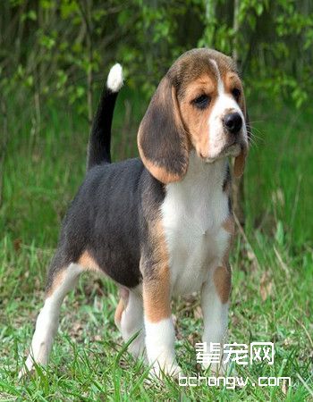英国猎狐犬