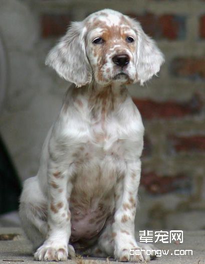 英国雪达犬