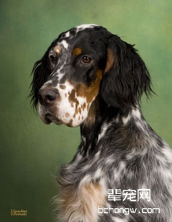 英国雪达犬