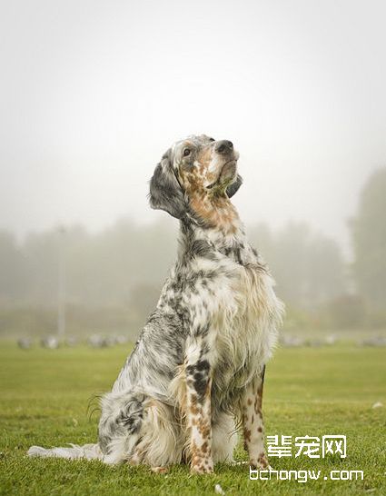 英国雪达犬