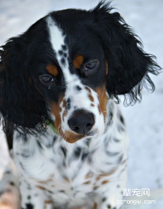 英国雪达犬