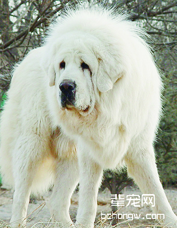 藏獒/西藏獒犬