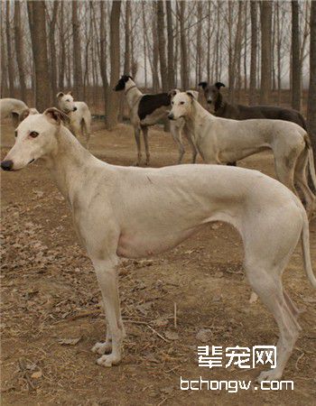 中国细犬