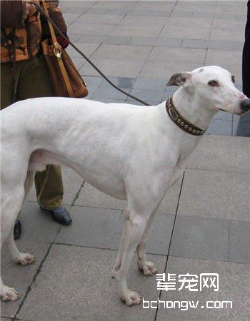 中国细犬