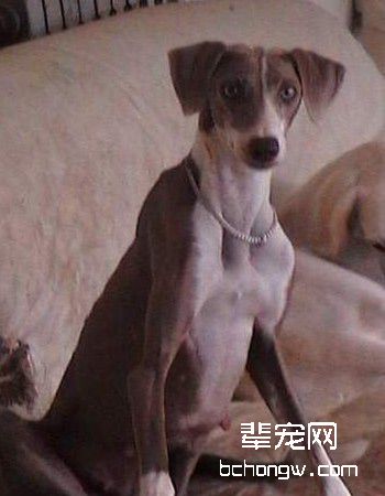 中国细犬