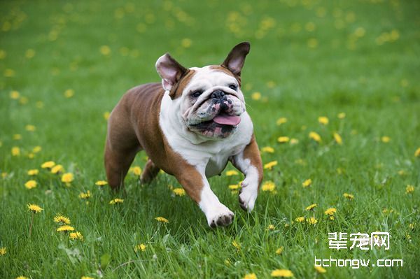 新生斗牛犬怎么吃奶？刚出生的斗牛犬没奶吃怎么办