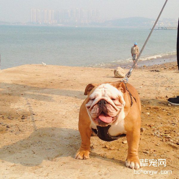 英国斗牛犬好养吗？新手喂养斗牛犬要注意什么呢？