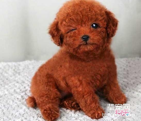 泰迪犬咳嗽的原因有哪些？小泰迪为什么老是咳嗽？