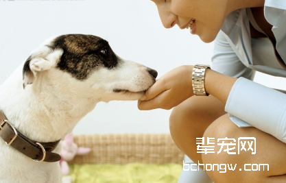 预防狗狗胃肿胀方法