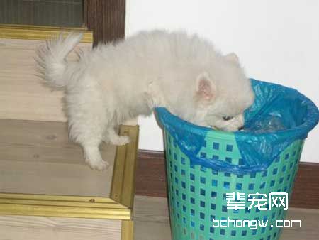 小狗为什么老翻垃圾桶？狗狗喜欢翻垃圾桶怎么办？