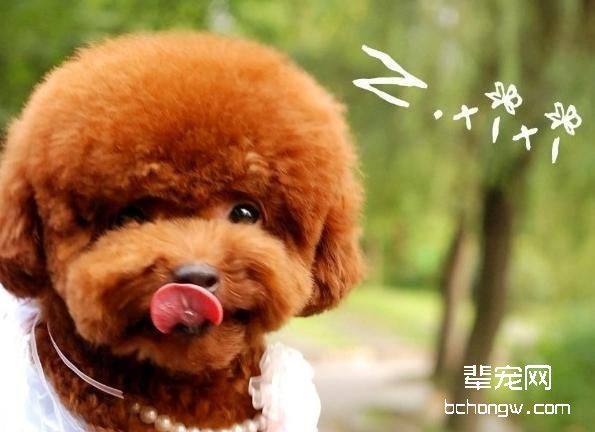泰迪常见病消化系统疾病，泰迪肠胃会得哪些疾病？