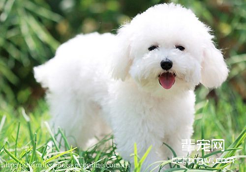 狗狗感冒能喝板蓝根吗？狗狗感冒喝什么冲剂好？
