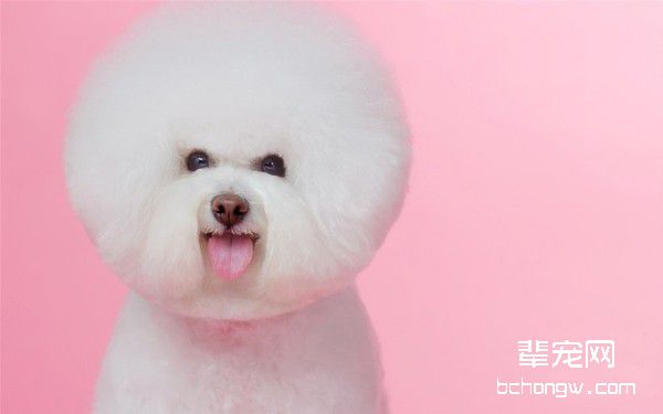 比熊狗多大开始吃狗粮？比熊几个月能直接吃干狗粮