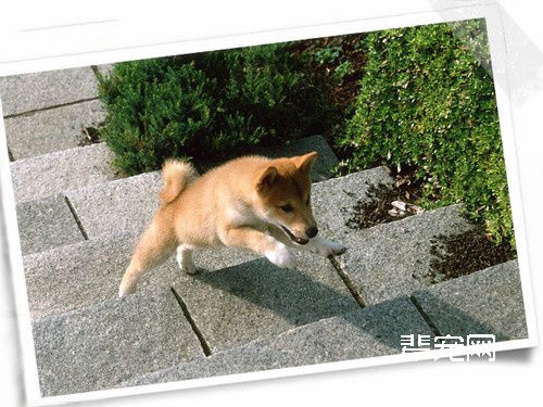 狗狗常爬楼梯好吗，狗狗经常爬楼梯有什么危害？