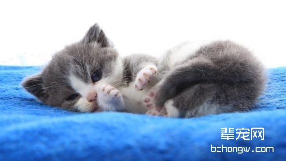 猫鼻支都有哪些症状各位猫奴们都清楚吗？