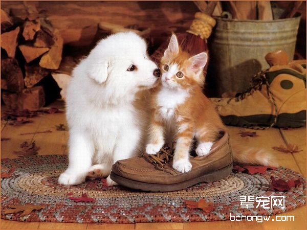 小狗晚上一直叫怎么办，新买的狗狗晚上为什么老叫