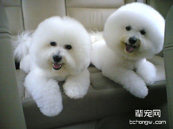 如何照顾怀孕的比熊狗？比熊母犬怀孕喂养知识大全