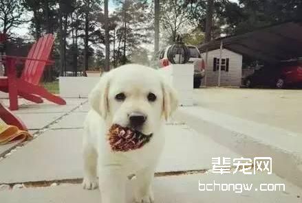狗狗有时挑食不吃狗粮怎么办？小课堂