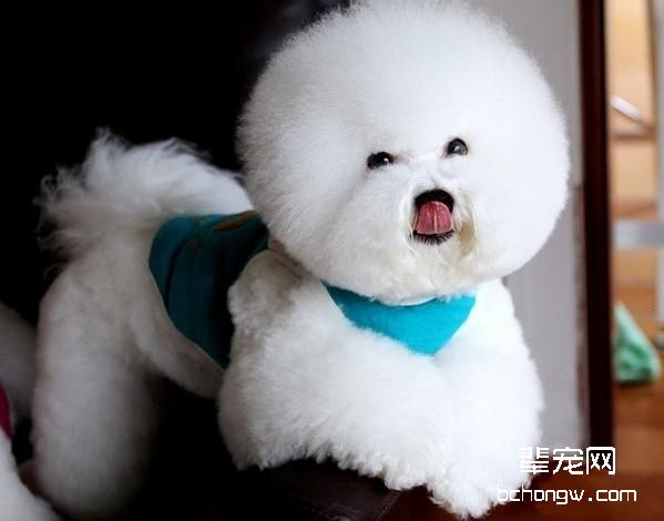 比熊狗生产后吃什么比较好？比熊生小狗后怎么进补