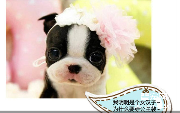 狗狗脑袋为什么有臭味呢，狗狗头上有异味怎么办？