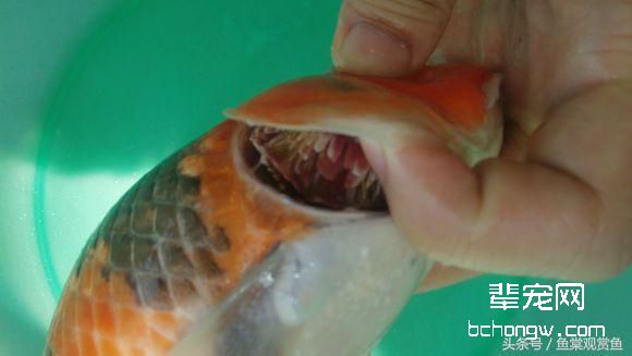 18种观赏鱼常见病及治疗（干货）