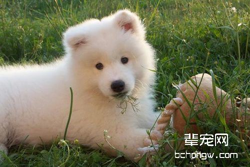 萨摩耶毛发黄怎么办，萨摩耶的毛变黄了怎么办？