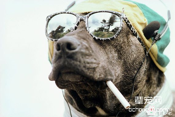 这是一首简单的狗狗歌