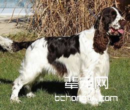 可卡犬剪毛修理