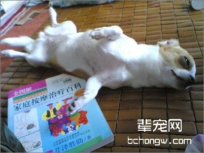 狗狗为什么要翻身？