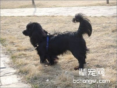 狗狗摆尾的含义