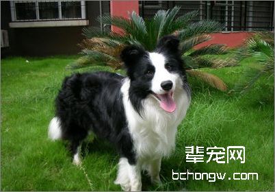 边境牧羊犬毛发护理