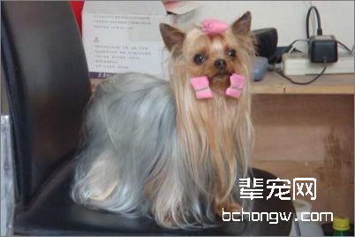 长发约克夏犬美容要点