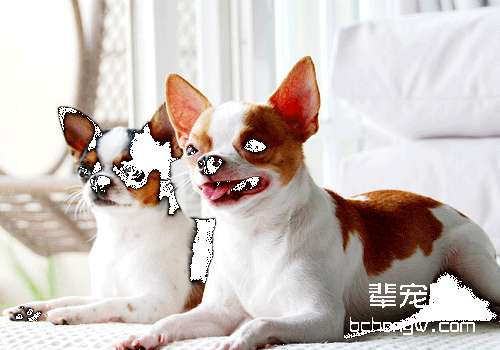 犬类不喜欢剪指甲的原因及对策