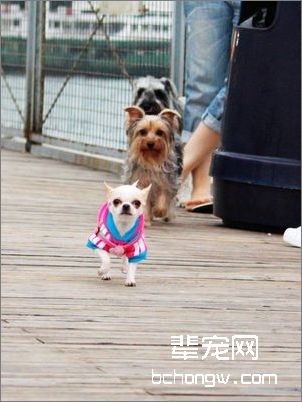为何要为爱犬美容？