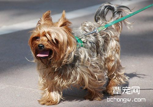 给爱犬剪耳剪尾的技巧