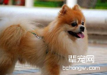 博美幼犬日常护理