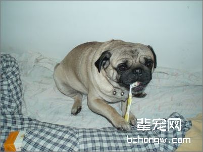 学会打理狗狗的牙齿
