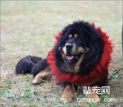 长毛犬的毛发护理
