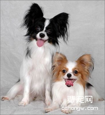 蝴蝶犬毛发护理