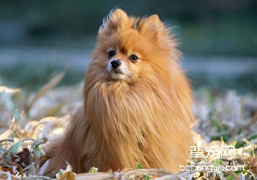 博美犬的性格分析