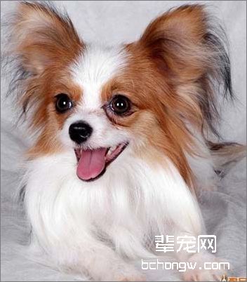 老年蝴蝶犬的护理