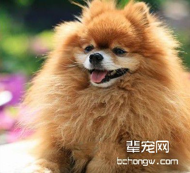 狗狗臀部的护理
